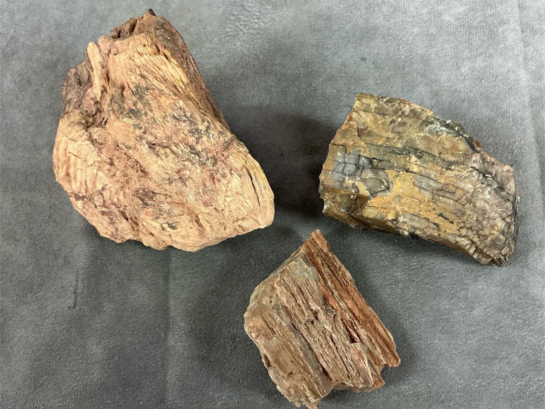 Petrified Wood - 6