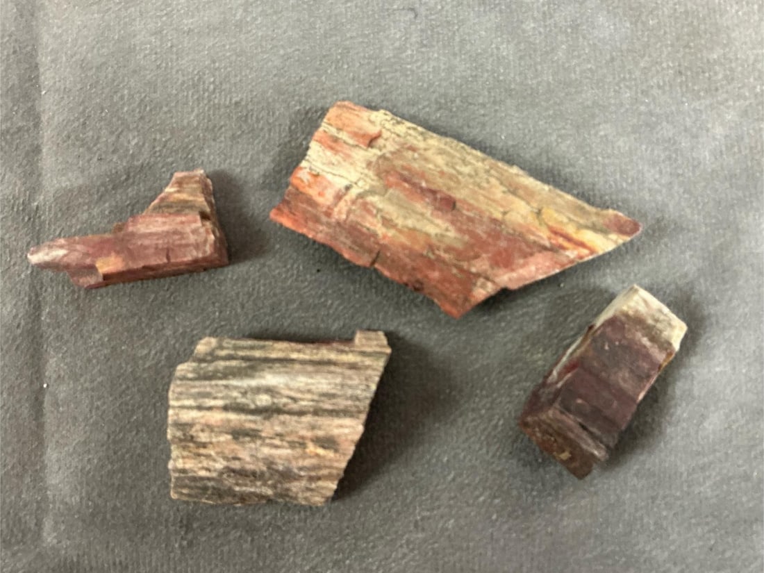 Petrified Wood - 8