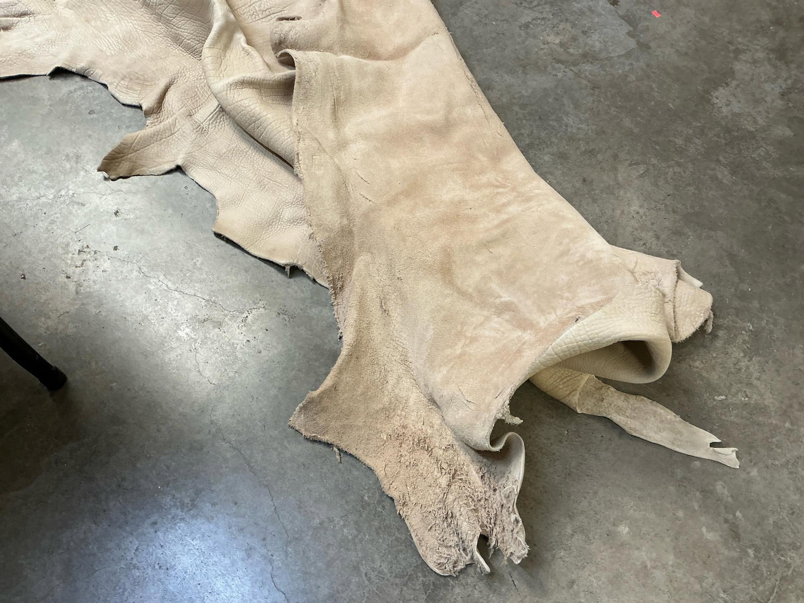 Large Animal Hide - 5