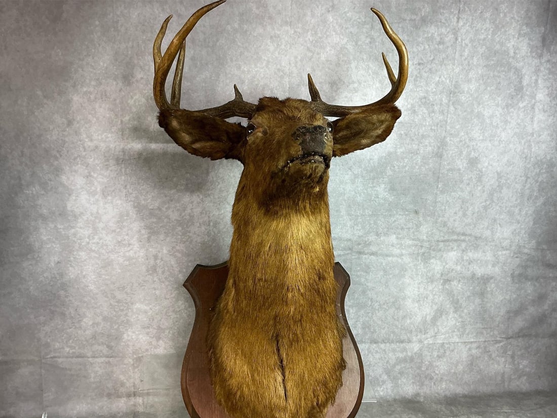 Mounted Stag Head (1 of 5)