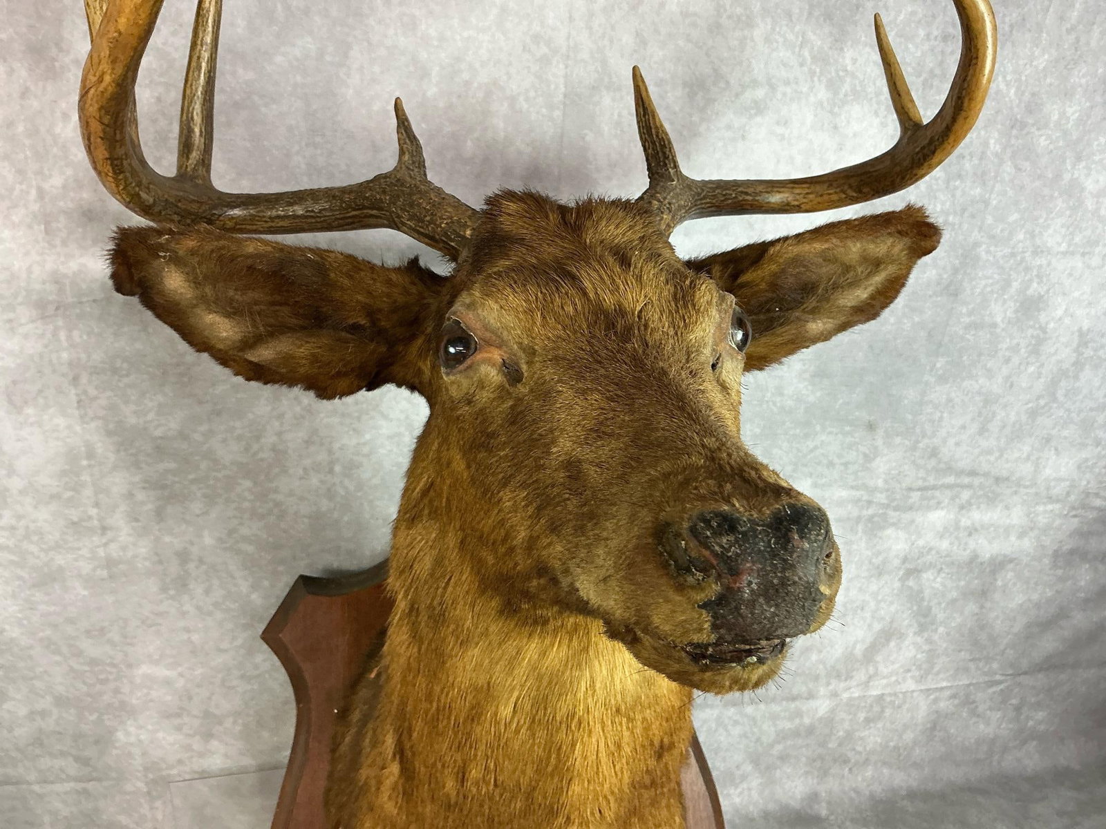 Mounted Stag Head - 2