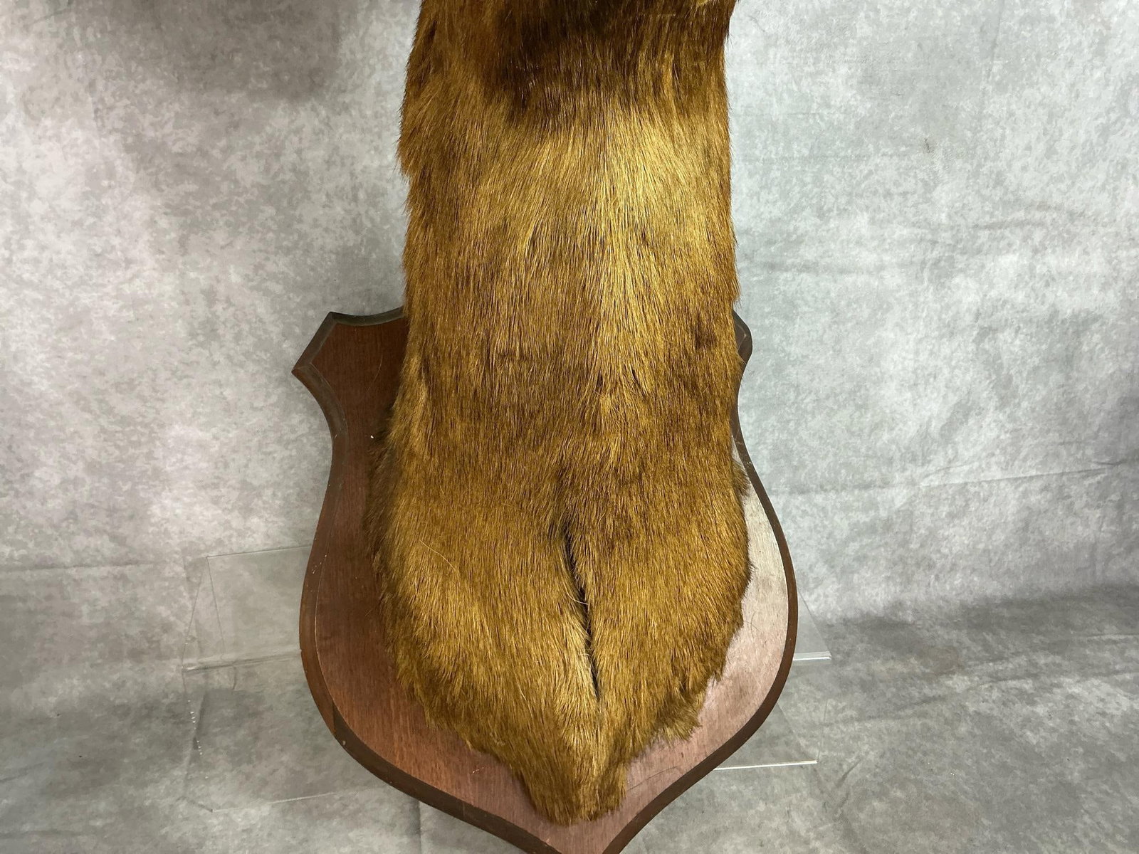 Mounted Stag Head - 3
