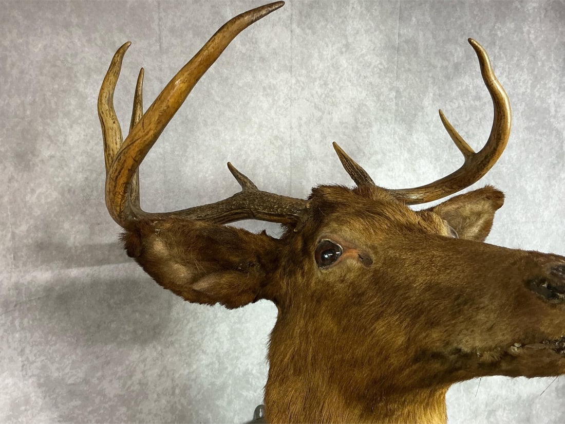 Mounted Stag Head - 4