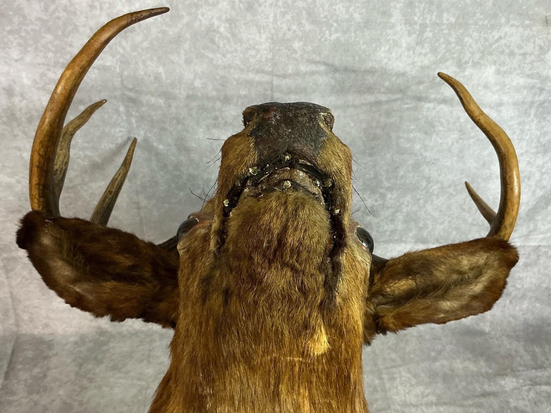 Mounted Stag Head - 5