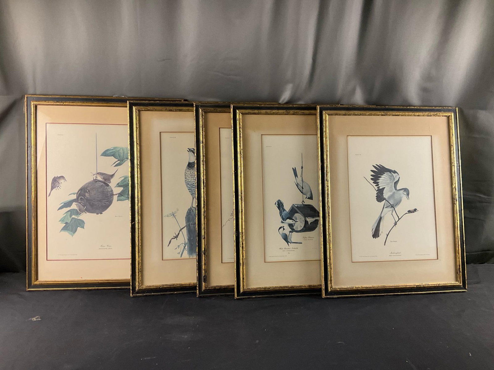 Ornithological Prints (1 of 8)