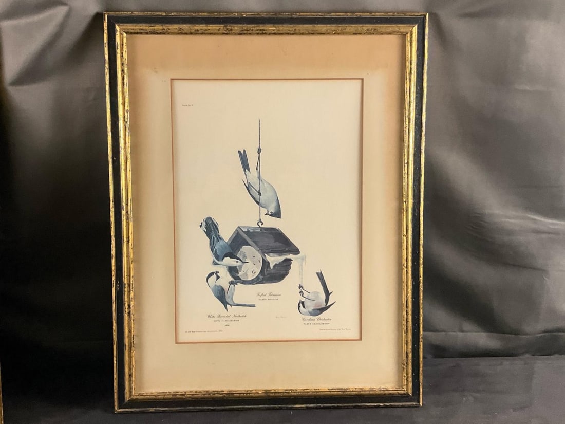 Ornithological Prints - 3