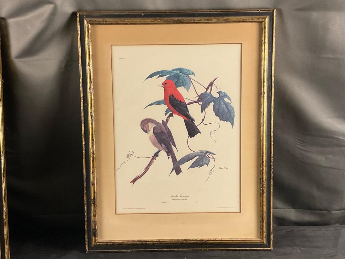 Ornithological Prints - 4