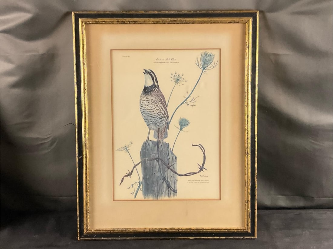 Ornithological Prints - 5