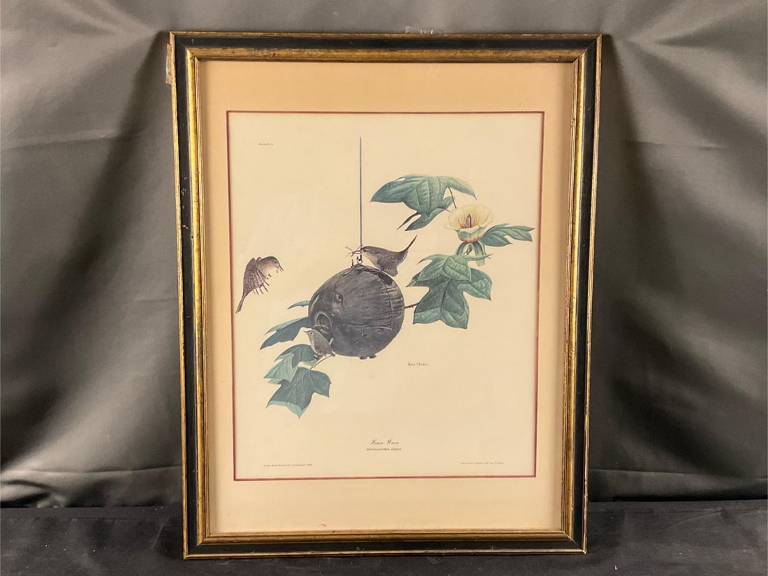Ornithological Prints - 6