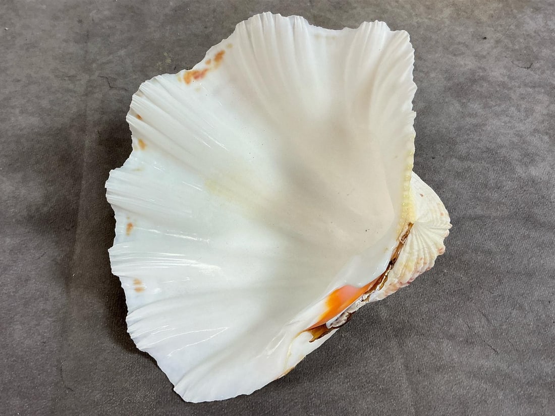 Sea Coral & Shells - 10