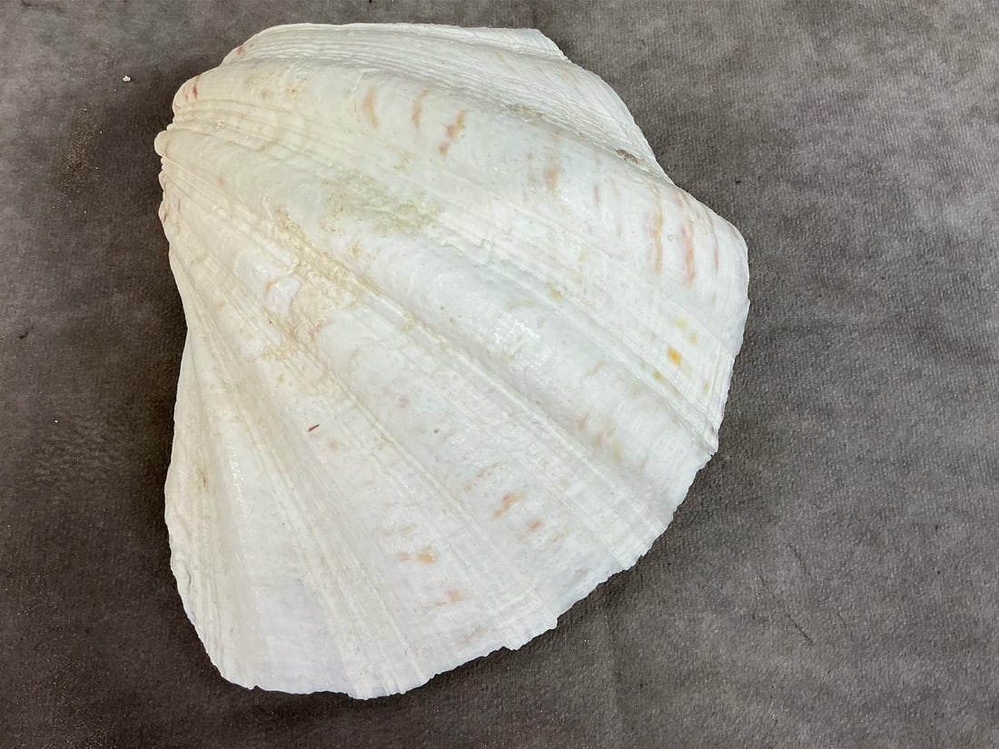 Sea Coral & Shells - 11