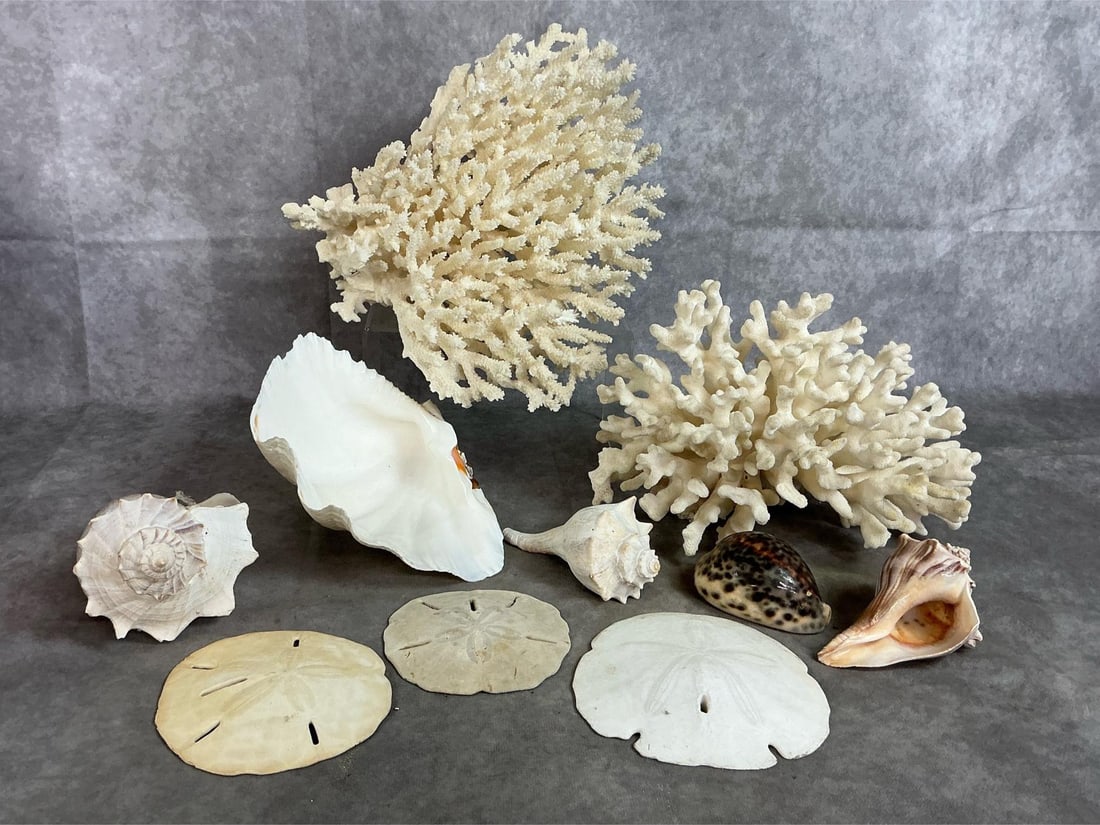 Sea Coral & Shells (1 of 11)