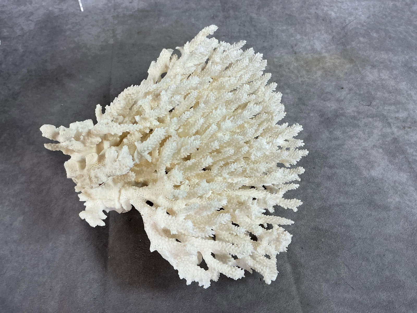 Sea Coral & Shells - 2