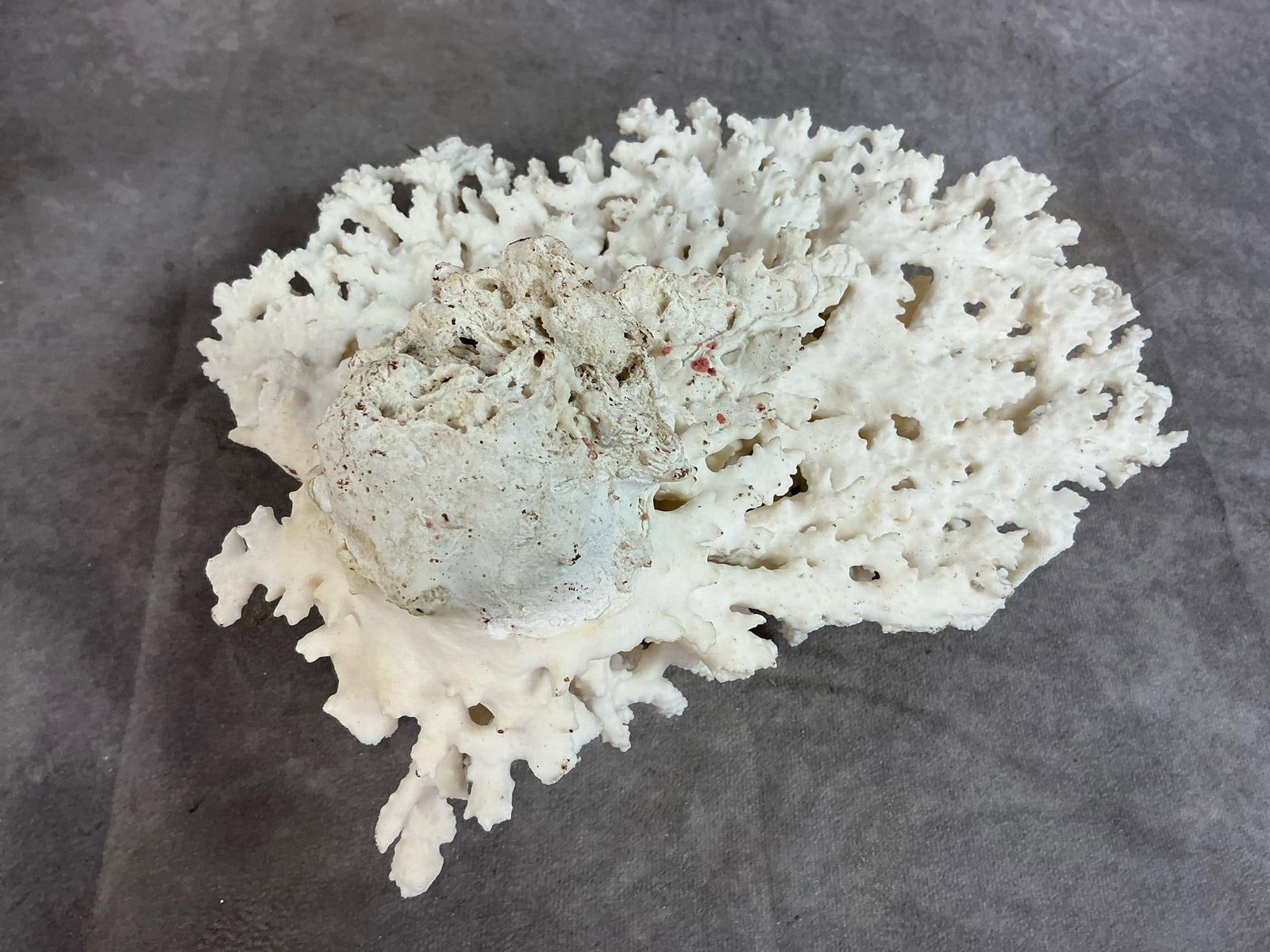Sea Coral & Shells - 3