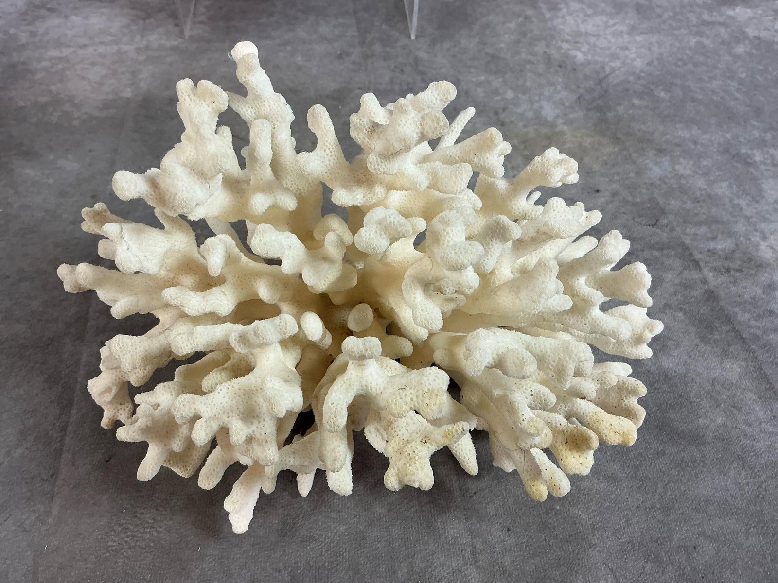 Sea Coral & Shells - 4