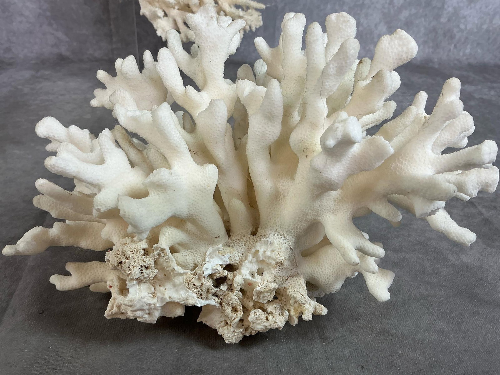 Sea Coral & Shells - 5