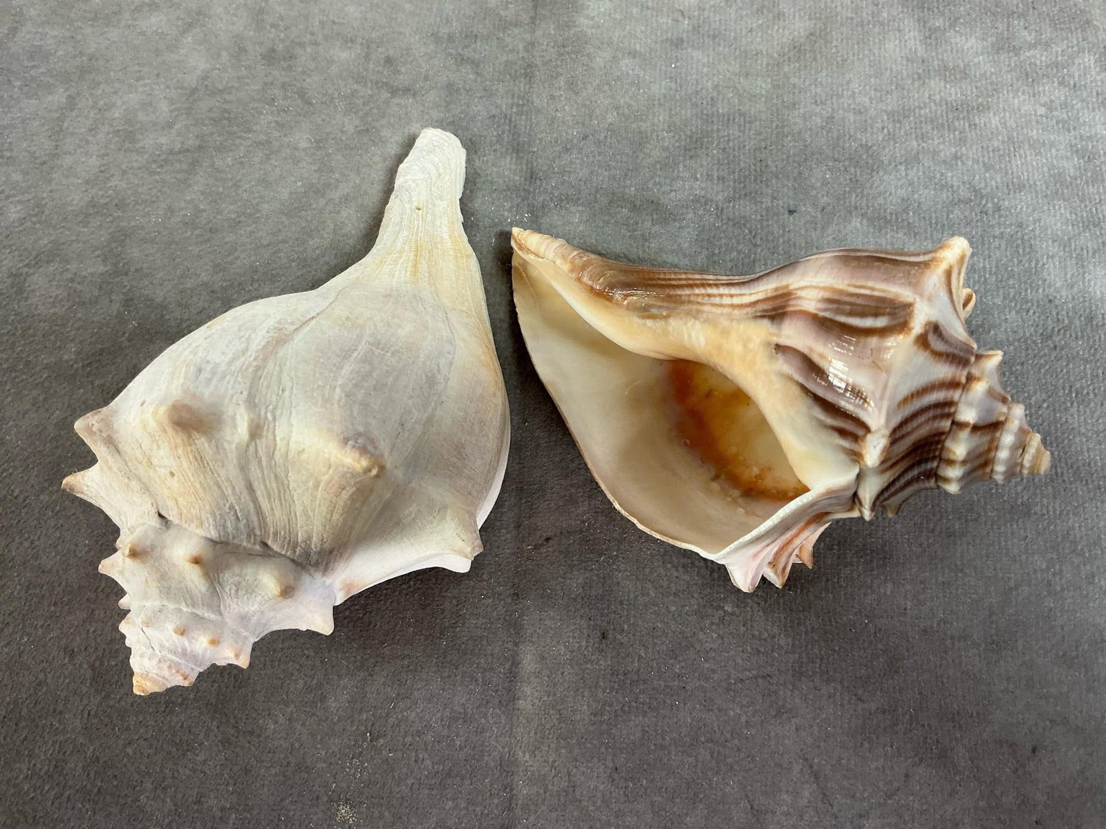 Sea Coral & Shells - 9