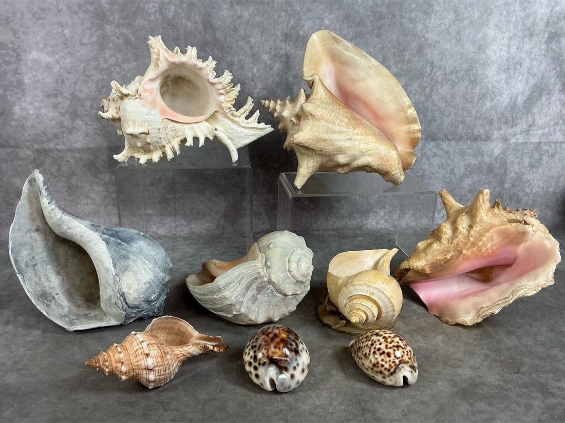 Conch & Cowrie Shells (1 of 9)