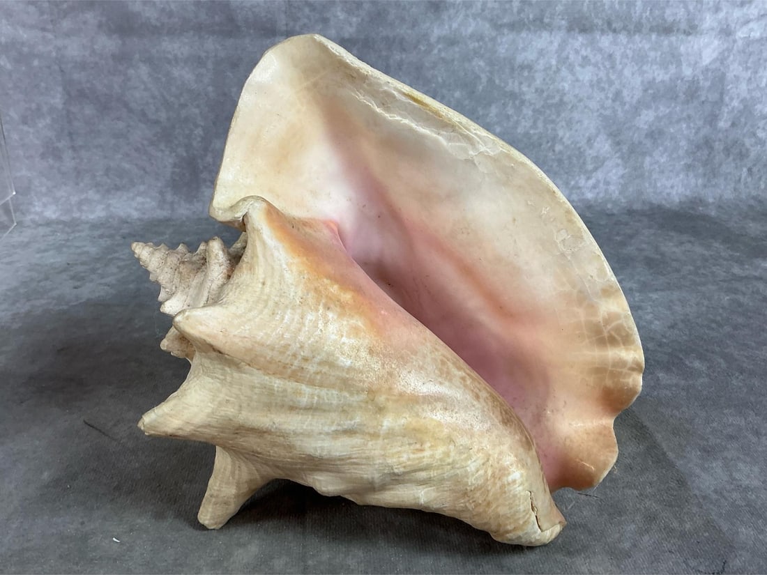 Conch & Cowrie Shells - 2