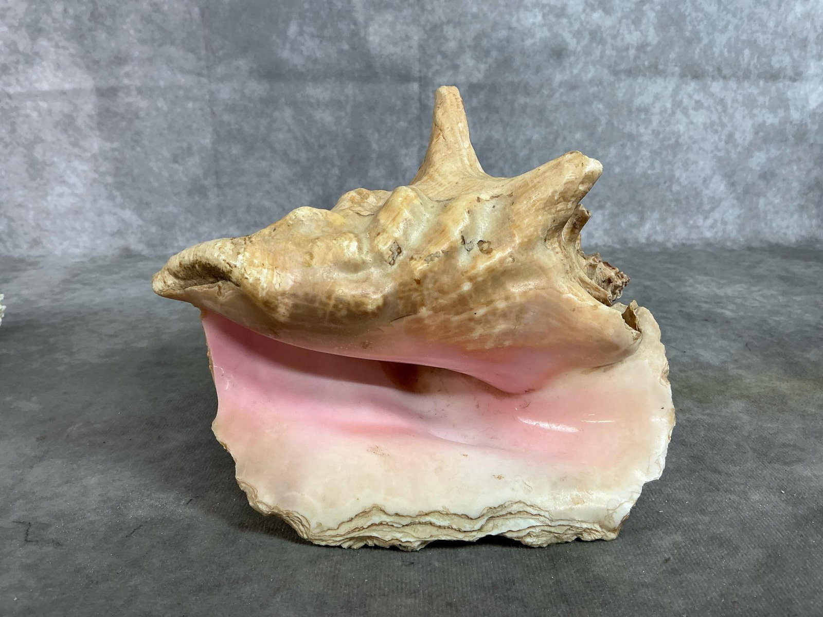 Conch & Cowrie Shells - 3