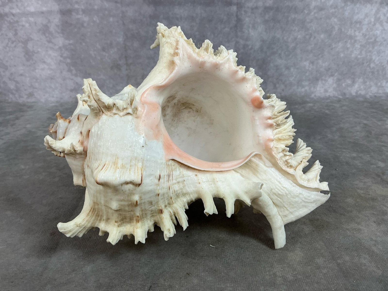 Conch & Cowrie Shells - 4