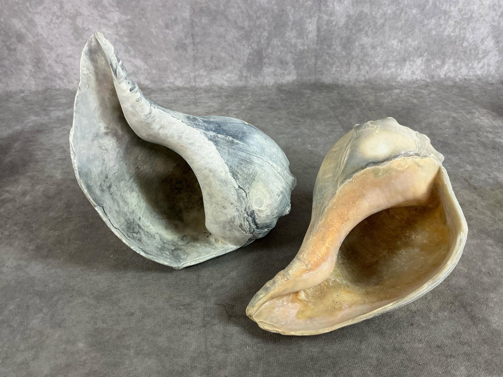 Conch & Cowrie Shells - 5