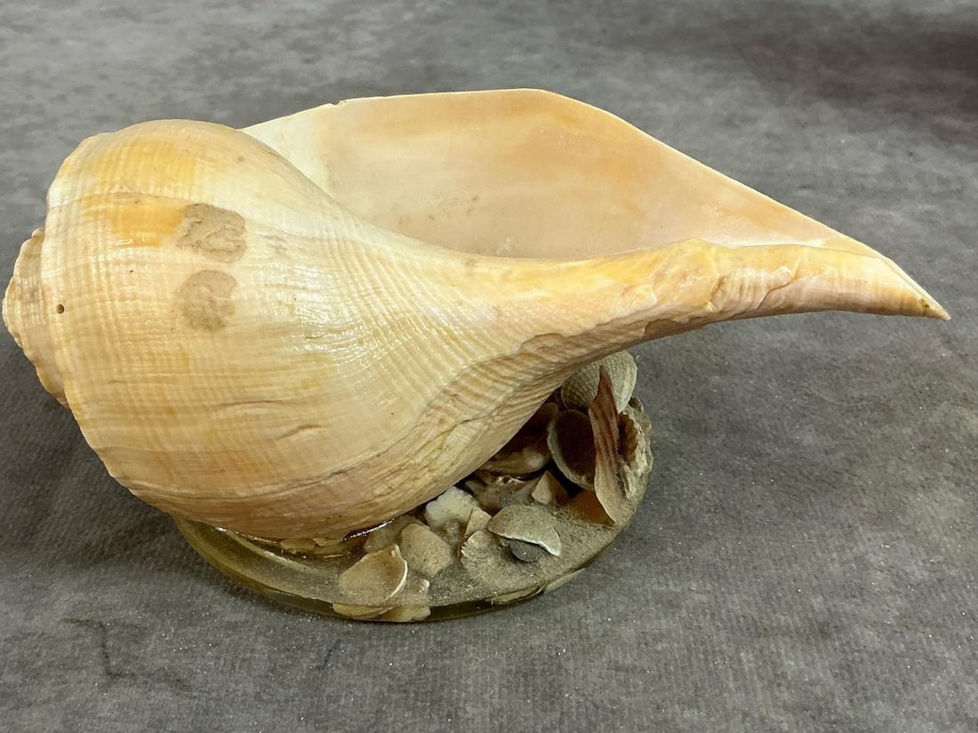 Conch & Cowrie Shells - 6