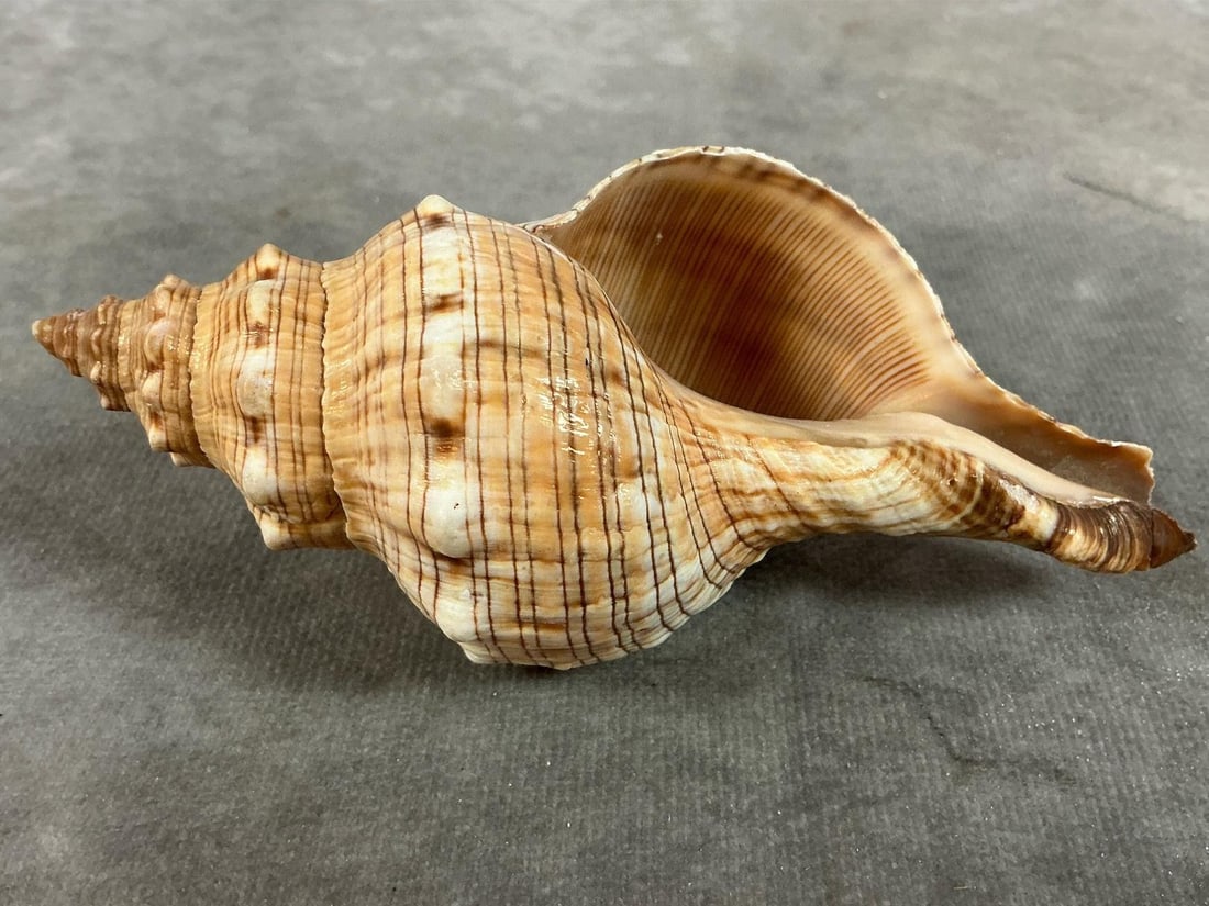 Conch & Cowrie Shells - 7