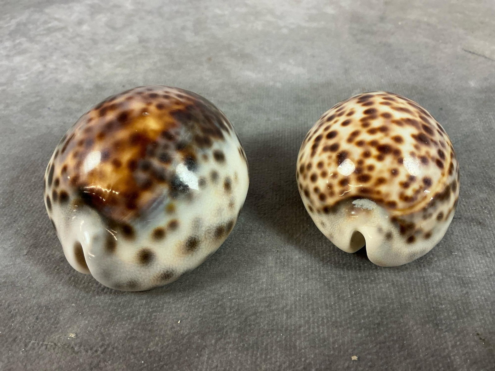 Conch & Cowrie Shells - 8