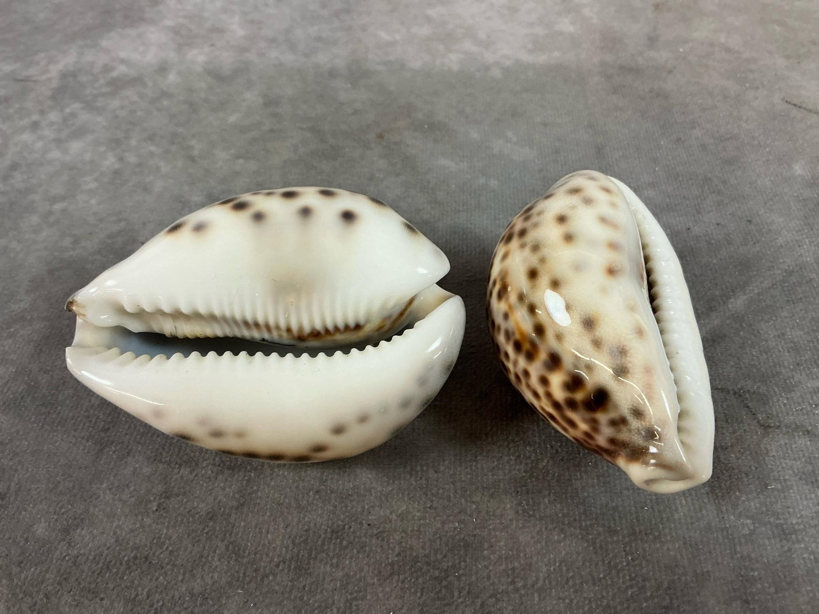 Conch & Cowrie Shells - 9