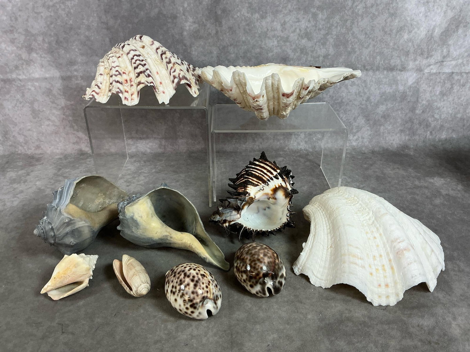 Seashell Collection (1 of 9)