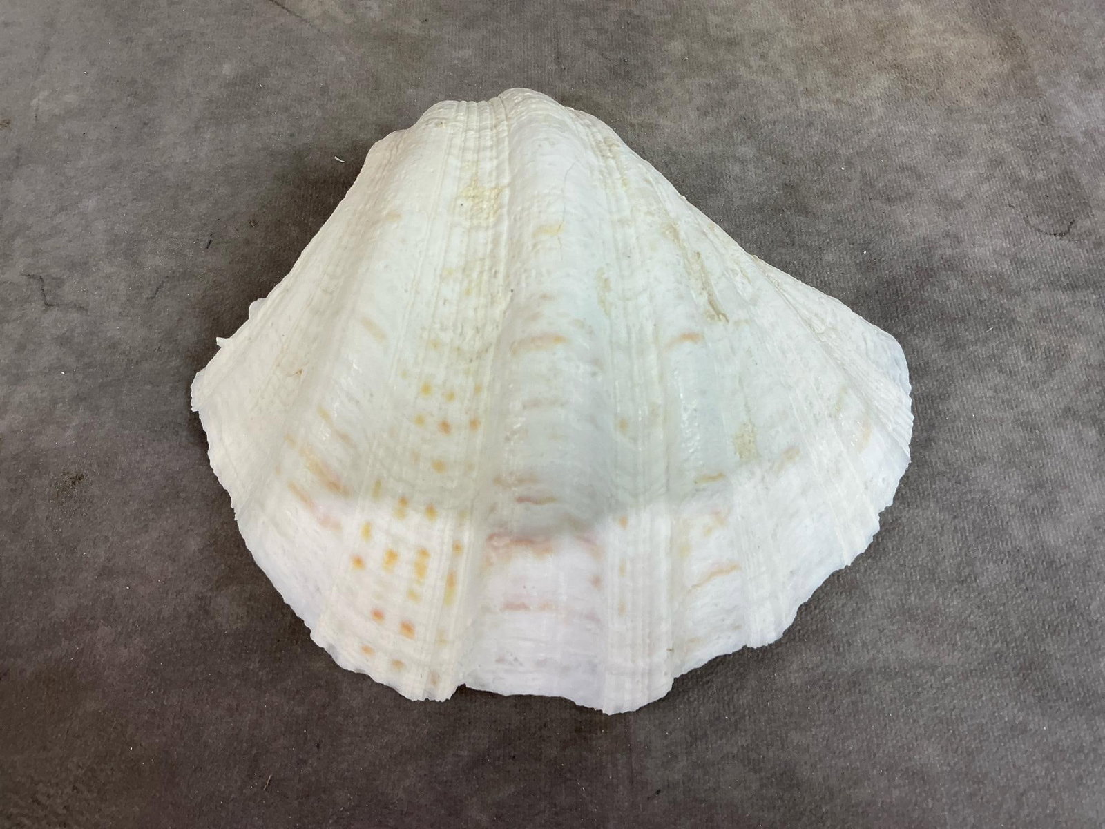 Seashell Collection - 2