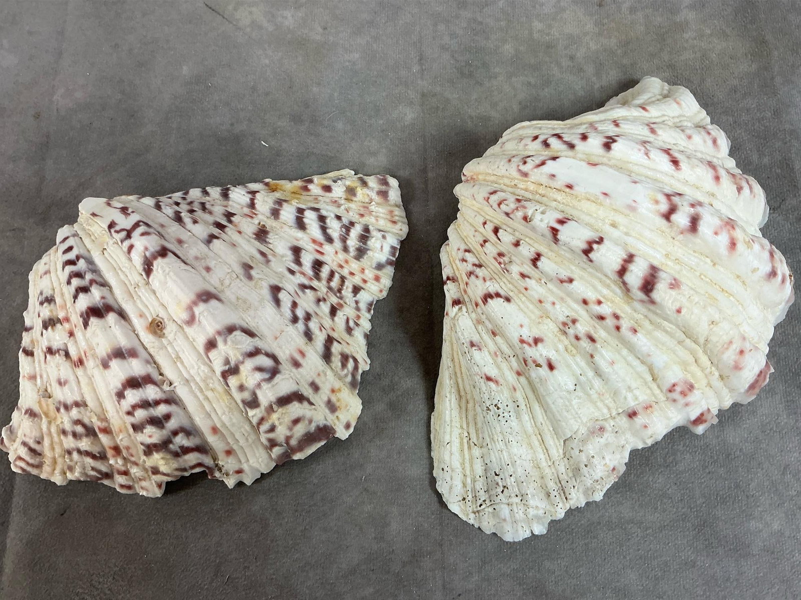 Seashell Collection - 3