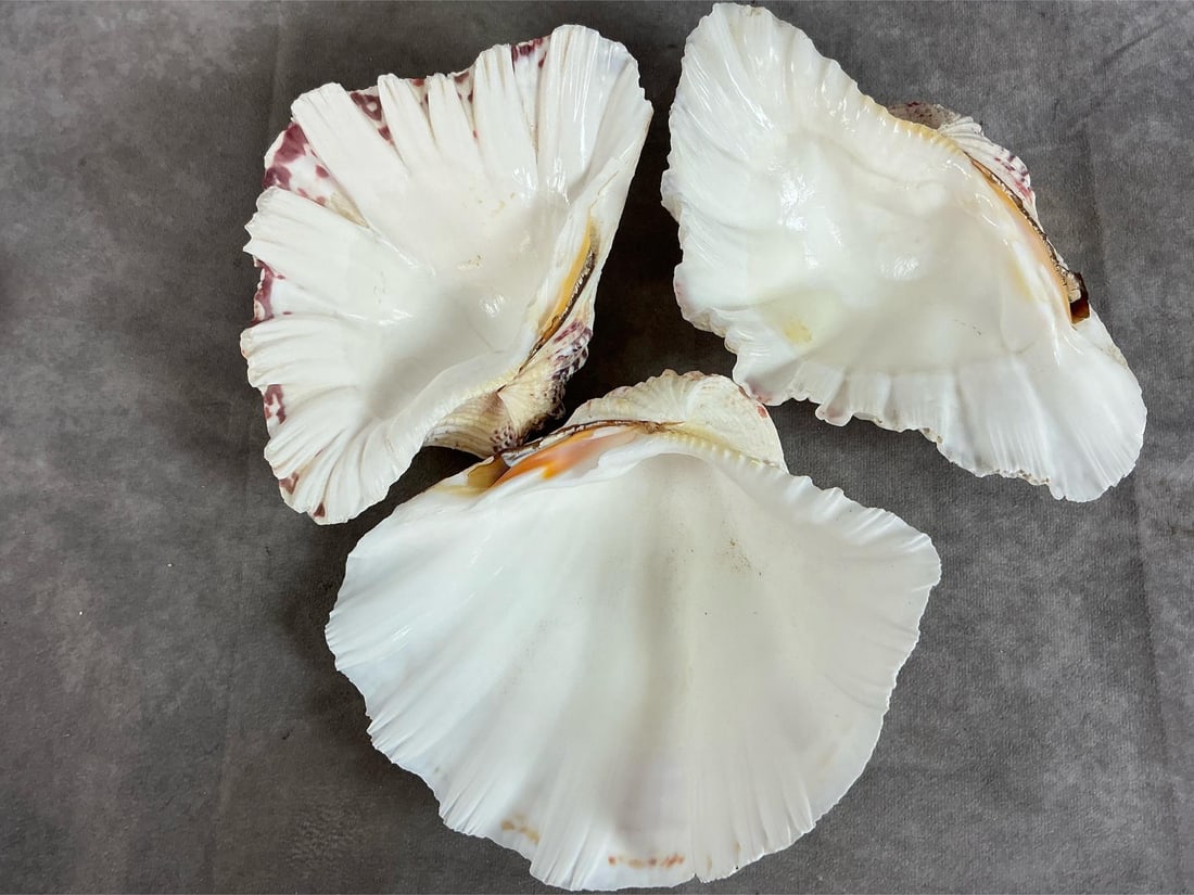 Seashell Collection - 4