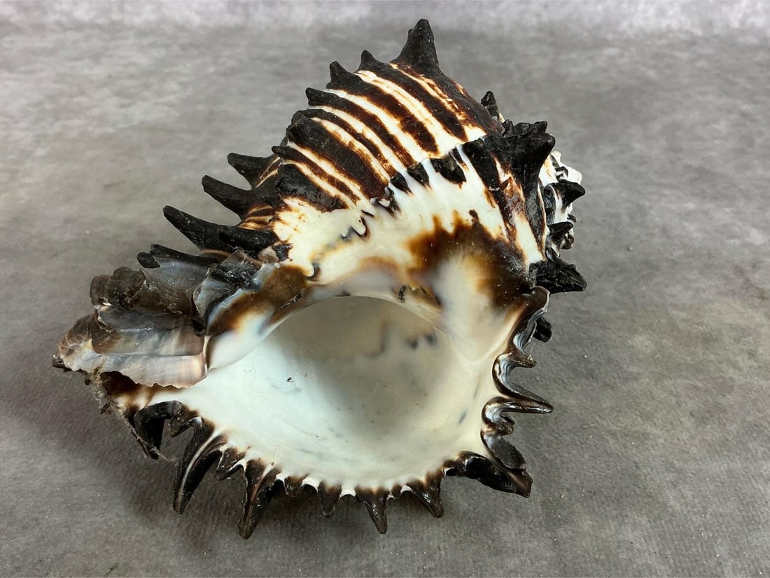 Seashell Collection - 5