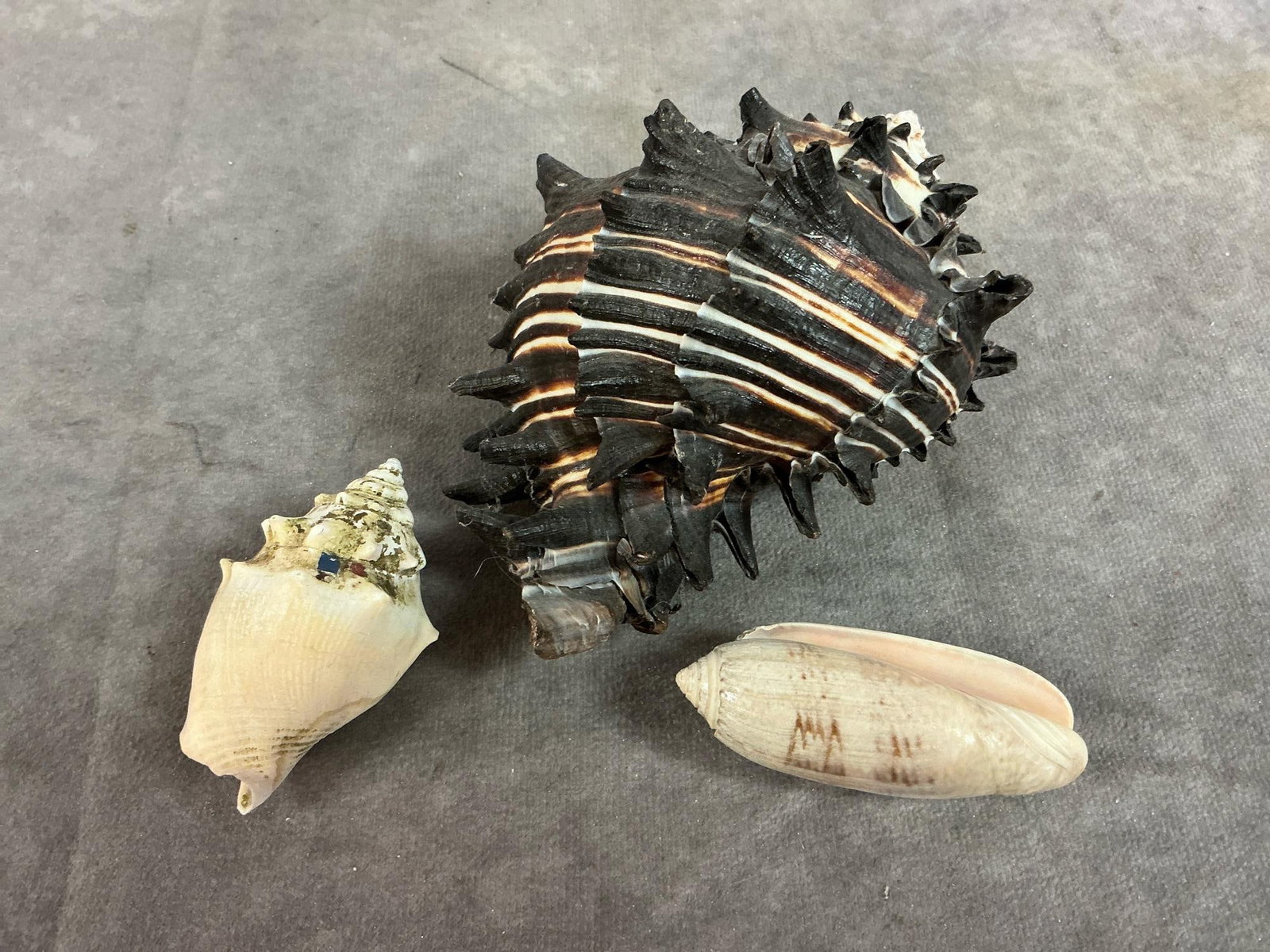 Seashell Collection - 6