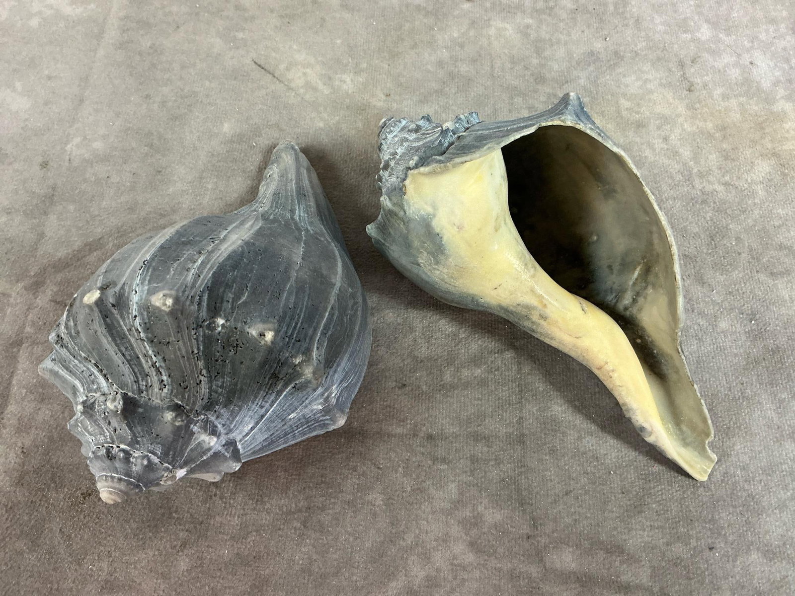 Seashell Collection - 7