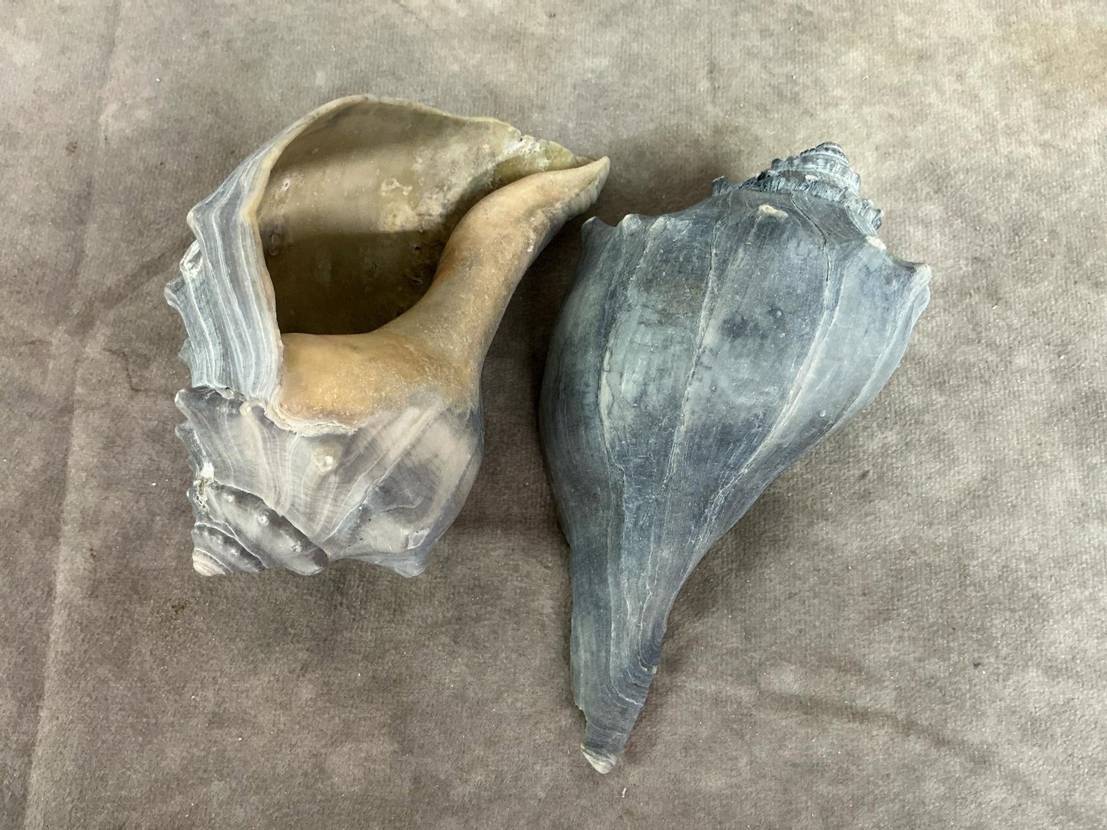 Seashell Collection - 8