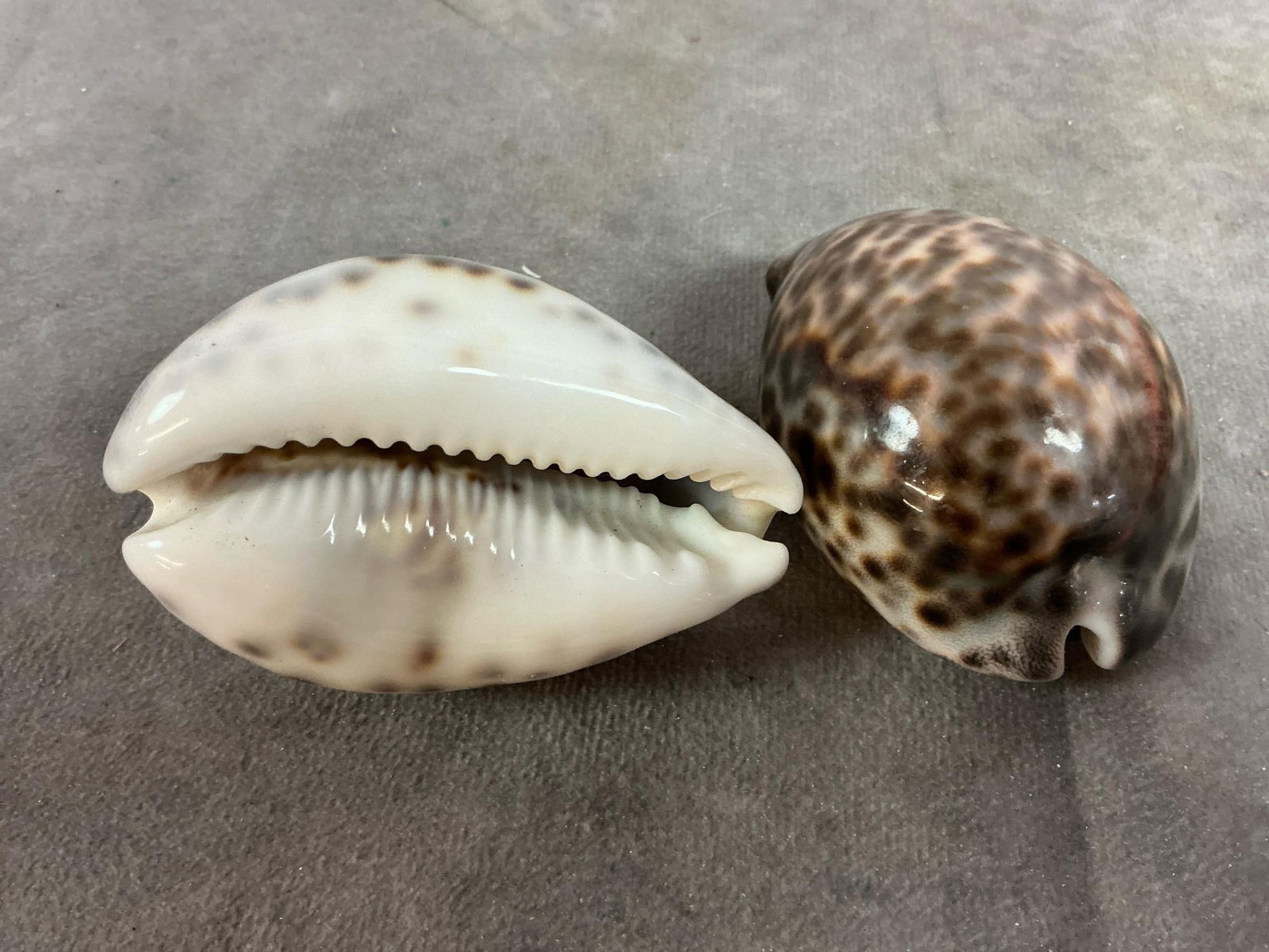 Seashell Collection - 9