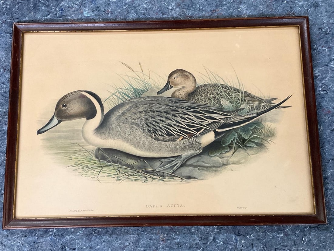 Pintail Duck - John Gould Lithograph: Circa 1865 John Gould (British ornithologist, 1804-1881), "Davila Acura (Pintail Duck)”, hand-colored lithograph on woven paper, from "Birds of Great Britain” (1862-1873). John Gould was