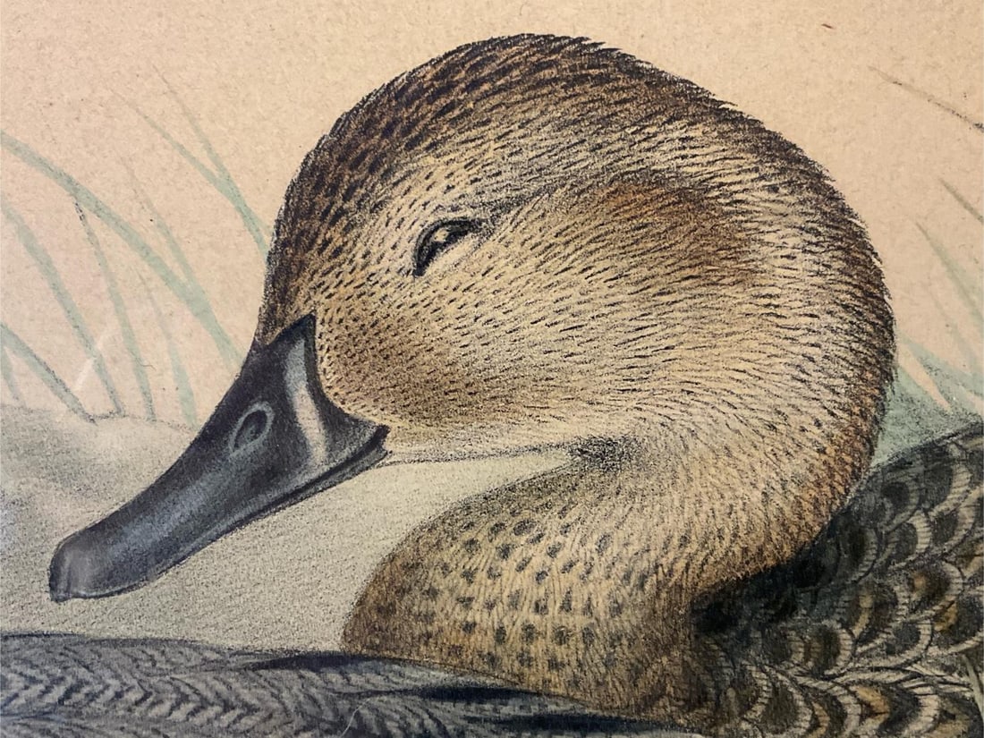Pintail Duck - John Gould Lithograph - 6
