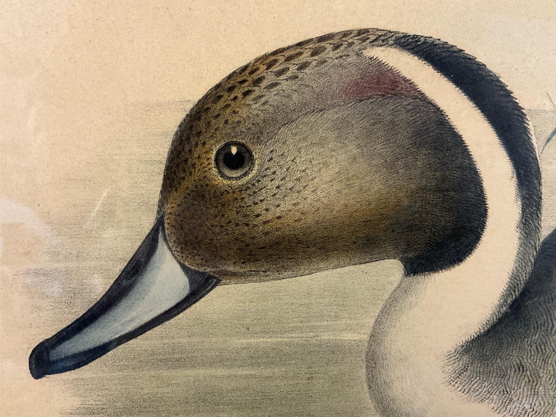 Pintail Duck - John Gould Lithograph - 7