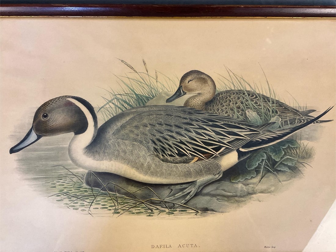 Pintail Duck - John Gould Lithograph - 8