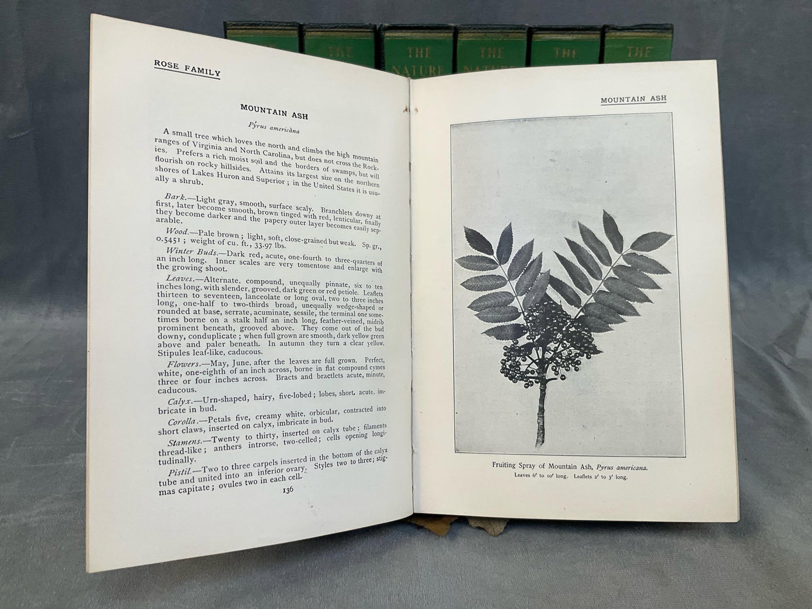 Nature Books - 6