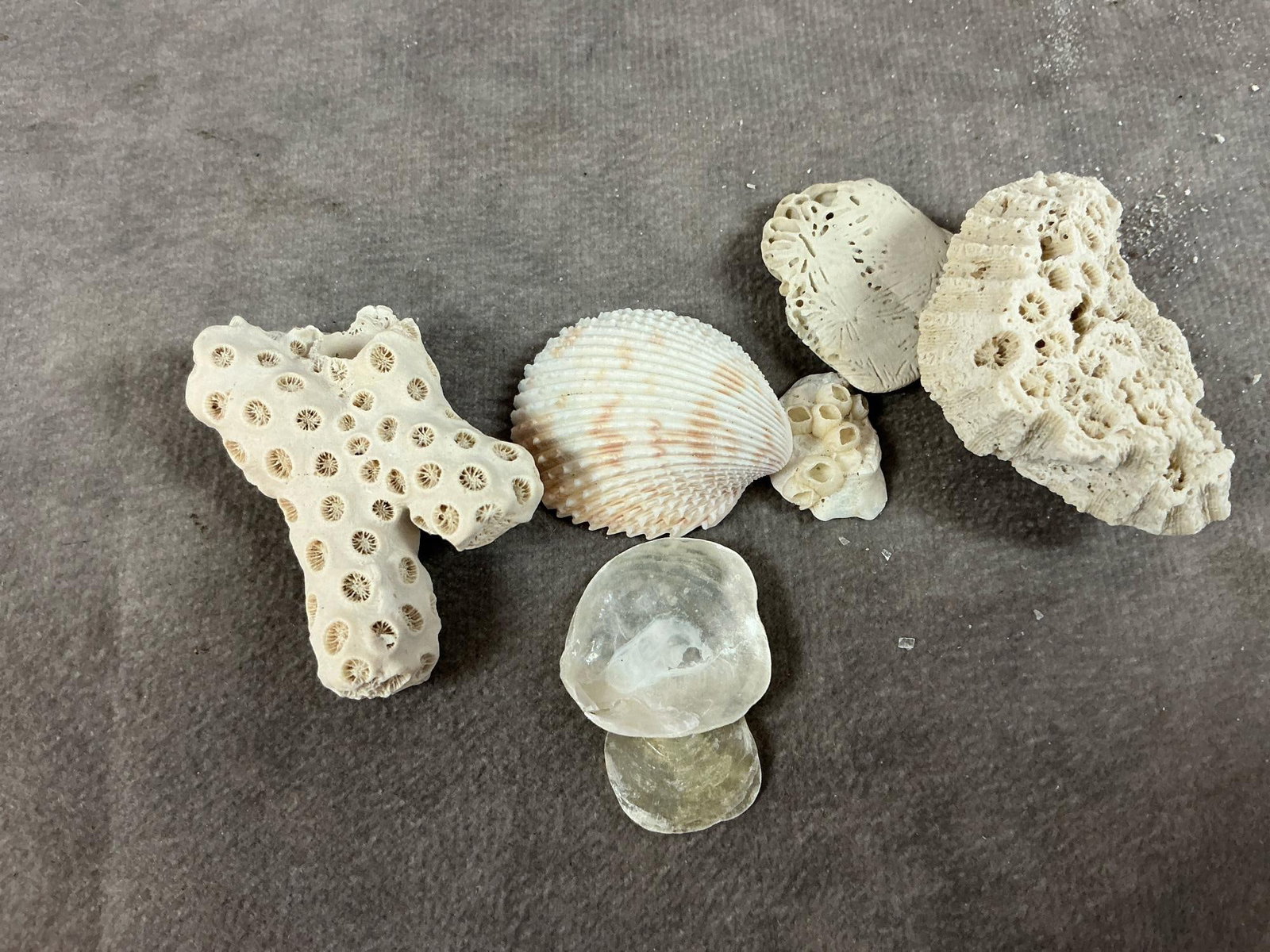 Seashell Collection - 10