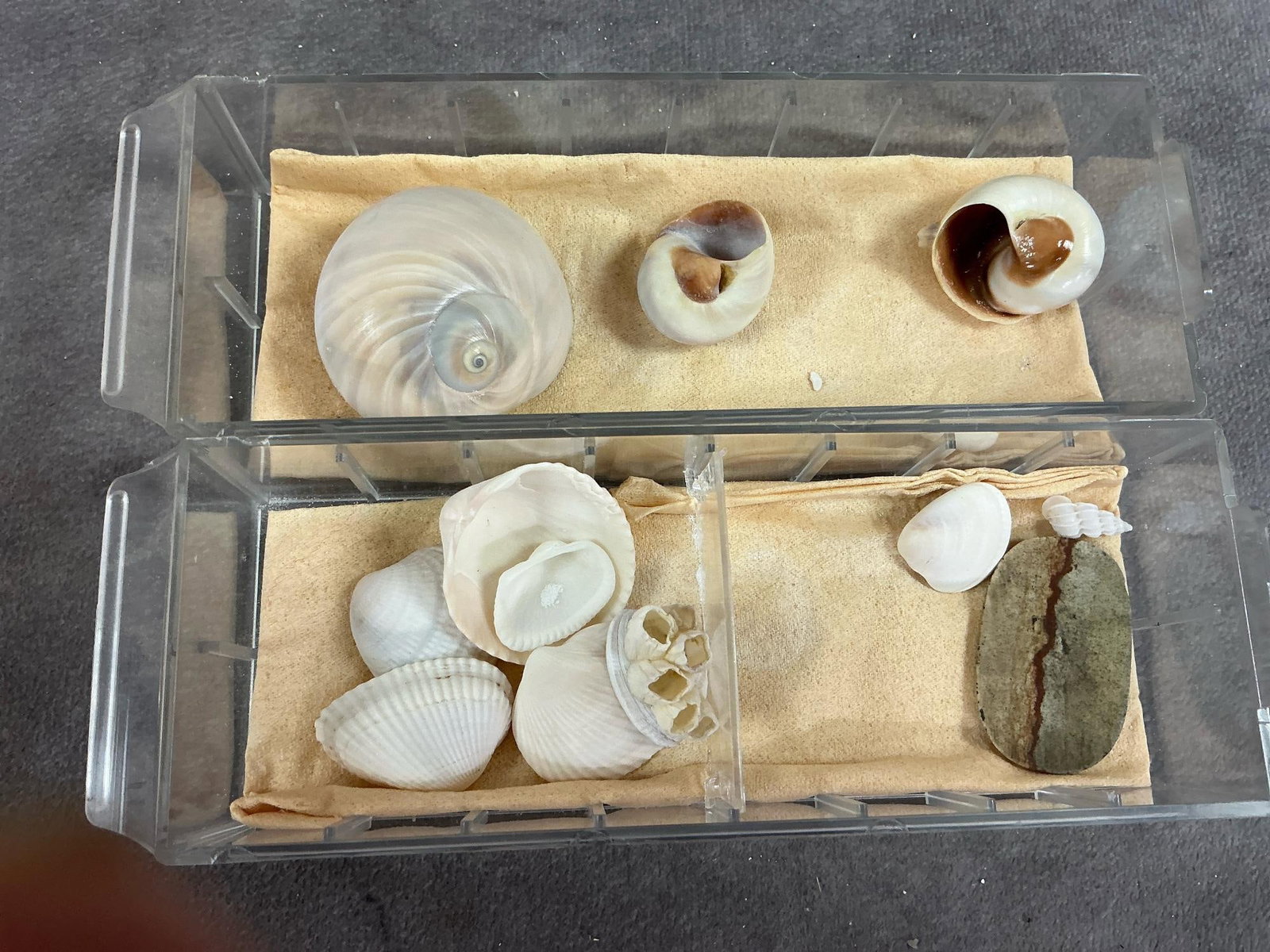 Seashell Collection - 11