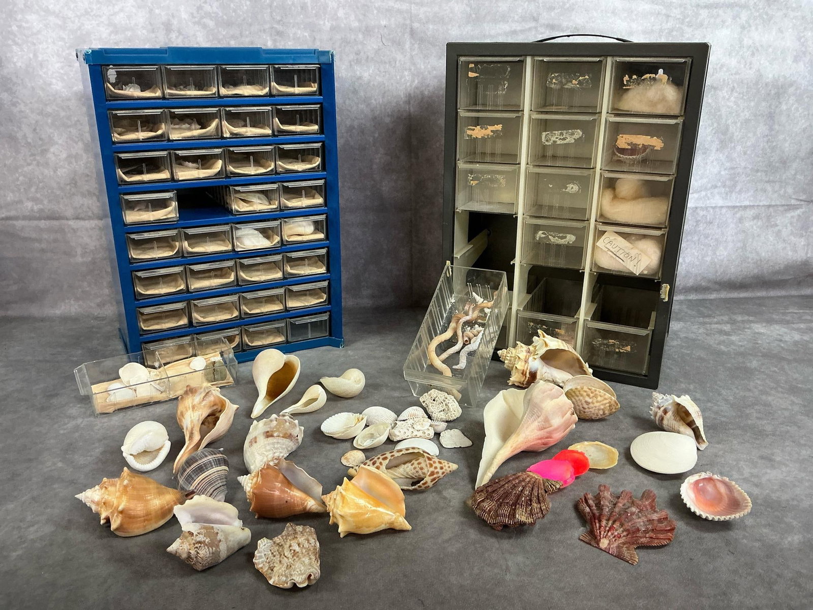 Seashell Collection: Over a hundred seashells. Includes Lion's Paw Scallop, Melongena (Conch), Whelk, Juno's volute, Calico clam, Worm Snail shells, and many more. Shells are in good condition. Case measures 10 inches