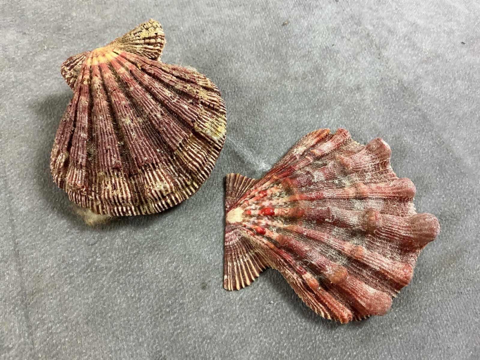 Seashell Collection - 2