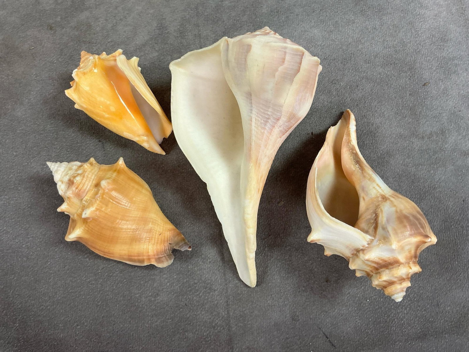 Seashell Collection - 3