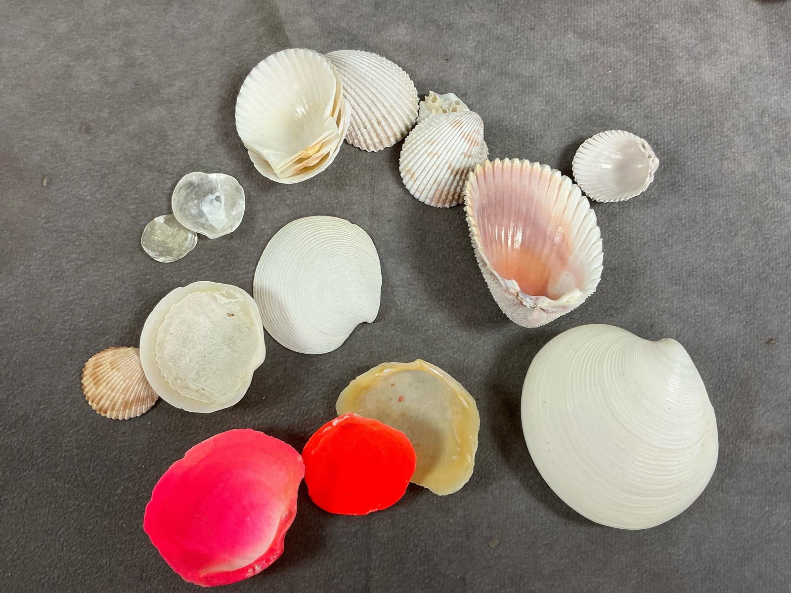 Seashell Collection - 5